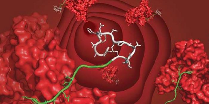 Peptide Drugs Could Live a Longer (Half-) Life with This Chimera Ligand