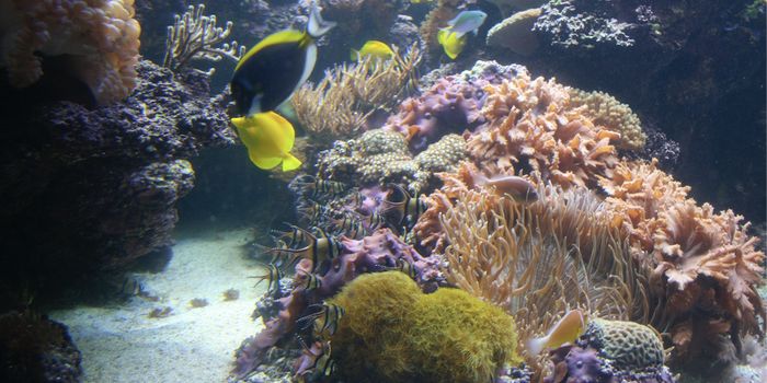 Is a Supernova to Blame for the Devonian Extinction Event?