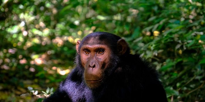Chimpanzee Culture Has Similarities to Humans