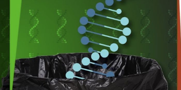 How Much of the Human Genome is Just Junk DNA?