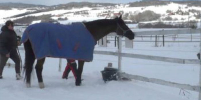 Horses Learn to Communicate by Using Signs to Say They're Cold