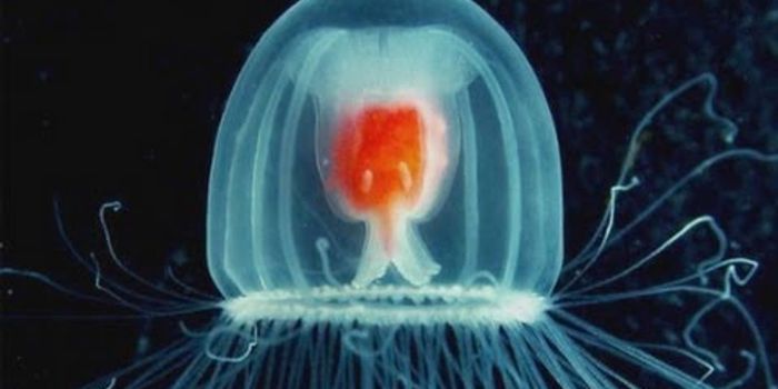 The Immortal Jellyfish?
