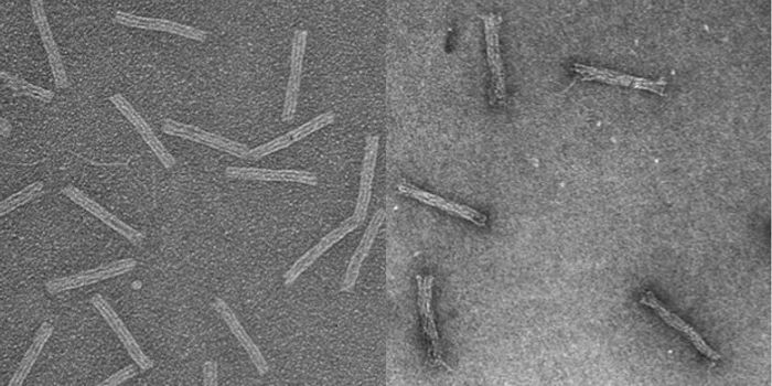 DNA Origami to Smuggle Drugs into Resistant Cancer Cells