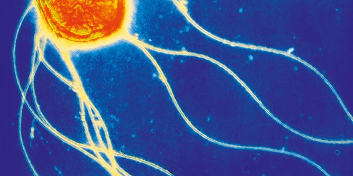 Deciphering Salmonella Host Specificity