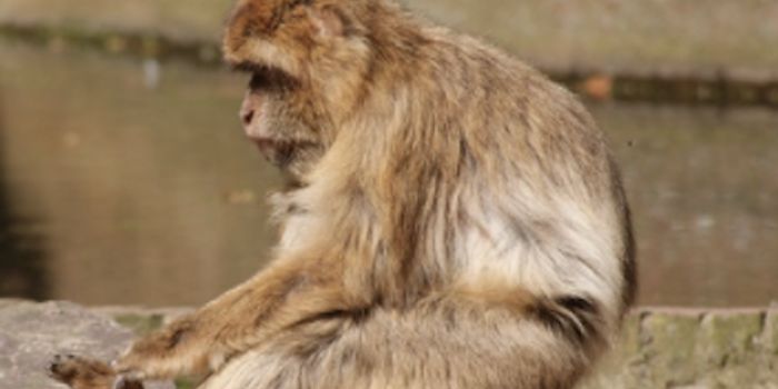 Undiagnosed Zika Infections may be Causing Miscarriage and Stillbirth