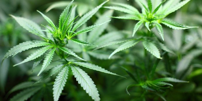 Federal Restrictions Make It Hard For Cannabis Researchers