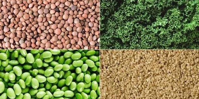 Are You Eating Enough Protein, or Too Much?