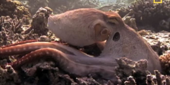 Creating Human Cells with Some Squid-Like Qualities