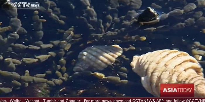 A Sea Snail Could Help Fight Cancer?