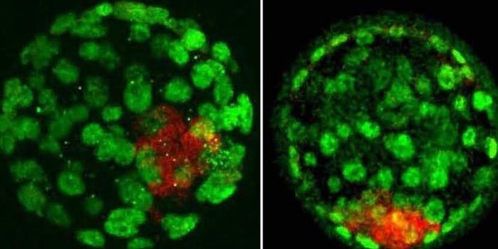 The 'Imprint' of Mom and Dad