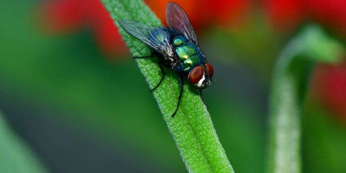 Flyception 2.0: Tracks Complex Social Behavior of Flies