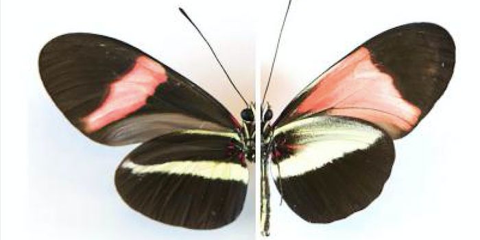 Researchers Find the Genetic Key to Butterfly Wings