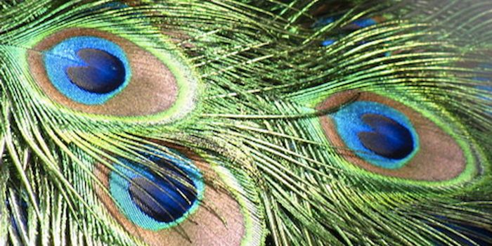 Using Bacteria to 'Grow' Vibrantly Colored Paints