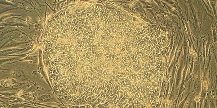 Using CRISPR to Create Stem Cells