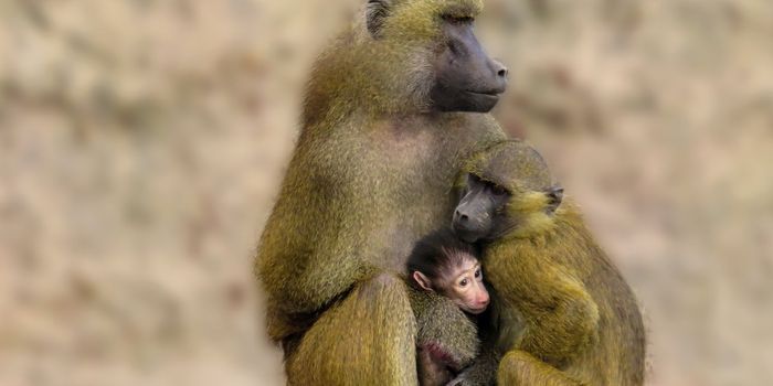 Female Baboons Avoid Mating When STDs Are Involved