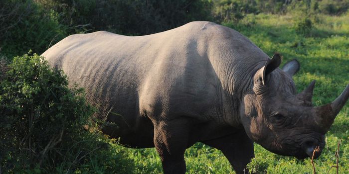 An Attempt to Rescue the White Rhino From the Brink of Extinction