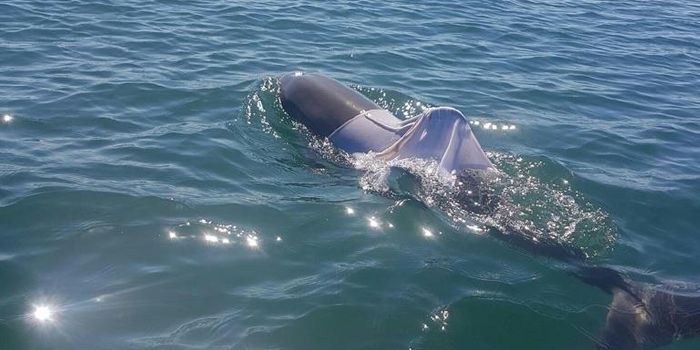 A Wild Dolphin Was Spotted Wearing a T-Shirt, and That's Bad