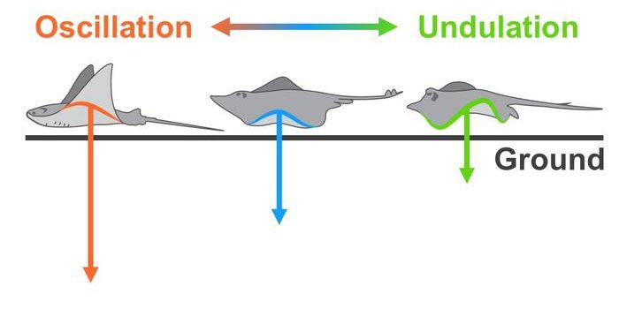 Robotic Fin Study Reveals Stingrays' Seafloor Control