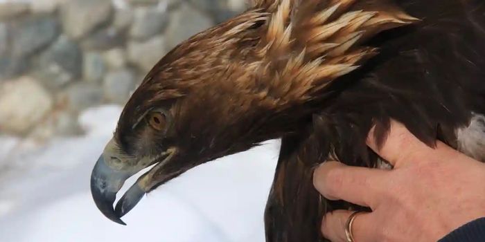 First Tagged Yellowstone Golden Eagle Succumbs to Lead Poisoning