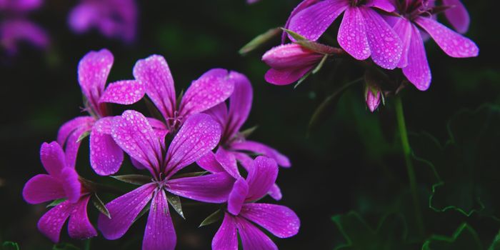 Violet Extract Boosts Brain Cancer Drug's Performance
