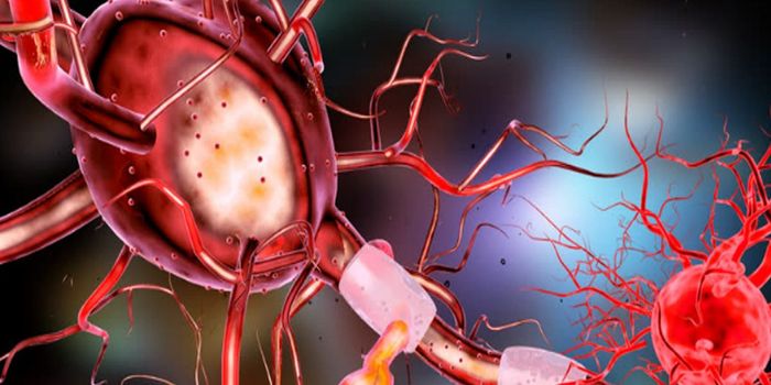 Researchers Use Live Human Neurons to Map How the Brain Works