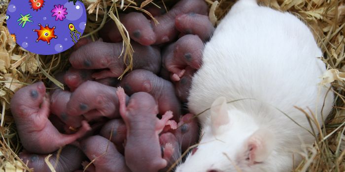 One Type of Microbe Reverses Autism-like Behavior in Mice