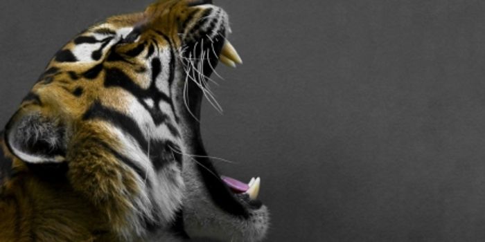We Can Use Tiger Roars to Our Advantage, Thanks to Science