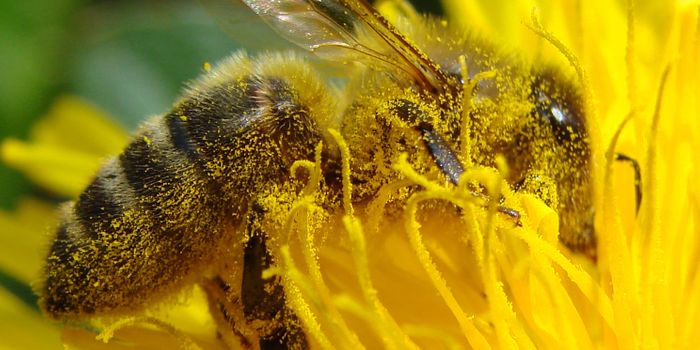 Where Are All the Wild Bees When You Need Them?