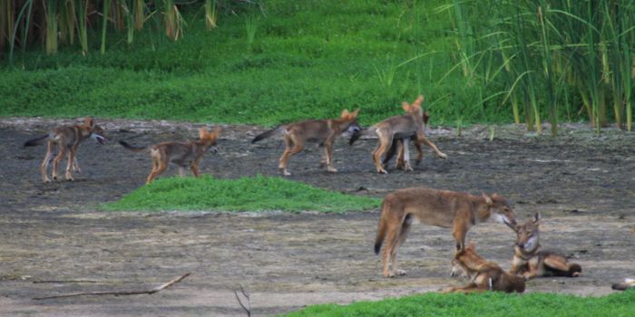 Red Wolf DNA Discovered in Unusual Canines