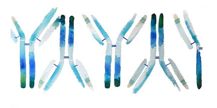 Monoclonal Antibody May Serve as Treatment for Malaria