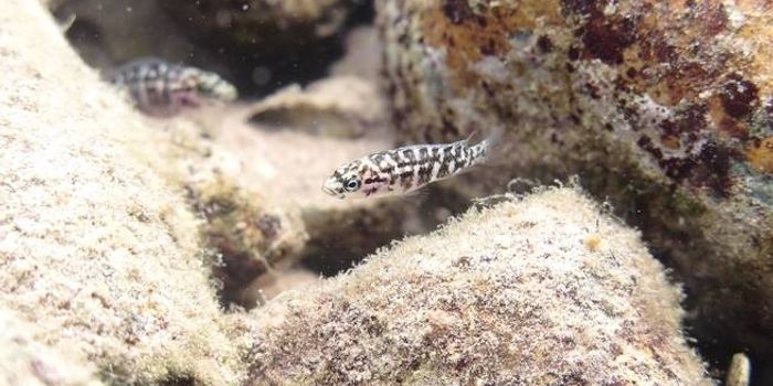 These Fish Acquire More Prey Through Teamwork