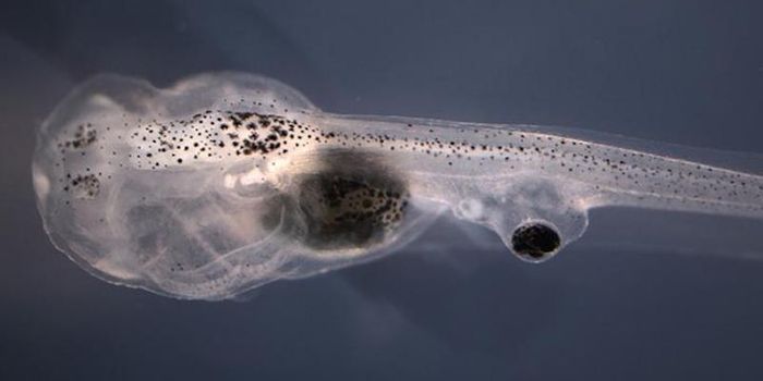 Grafted Eyes & Drug Treatment Give Blind Tadpoles Sight