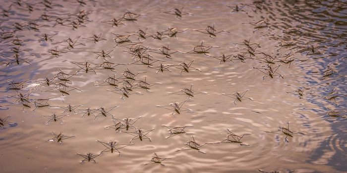 Bugs Tell Scientists How Polluted Waters Are