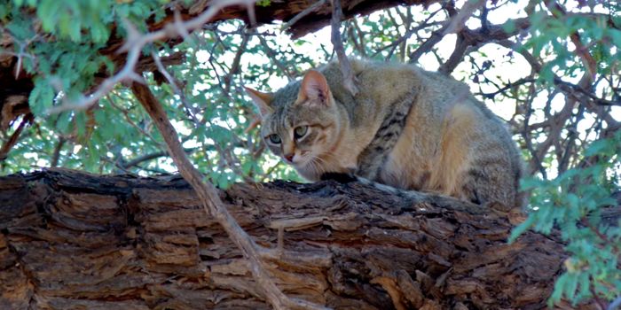 Understanding Cat Domestication Through Mitochondrial Genetics