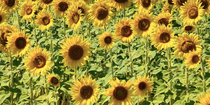 Why Sunflower Heads Face East