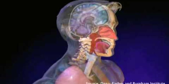 How human monoclonal antibodies neutralize the flu virus