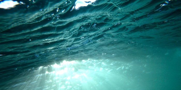 Cuvier's Beaked Whale Sets New Diving Record