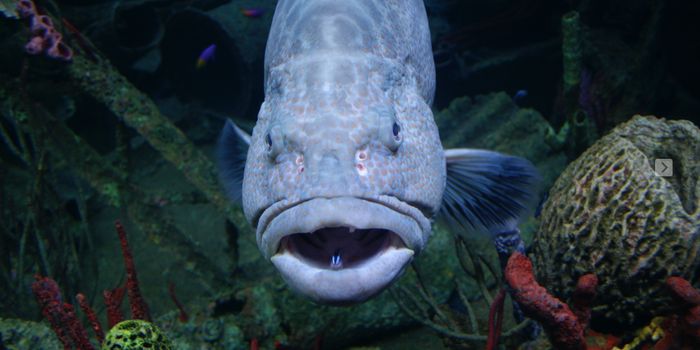 Rockfish Hold Some of the Genetic Secrets to Longevity