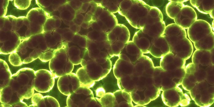 Gut Microbes Can Control Pancreatic Growth & Function