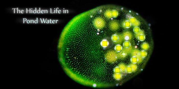 The hidden life in pond water