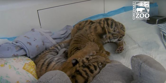 Three Malayan Tigers Have Been Born at Cincinnati Zoo
