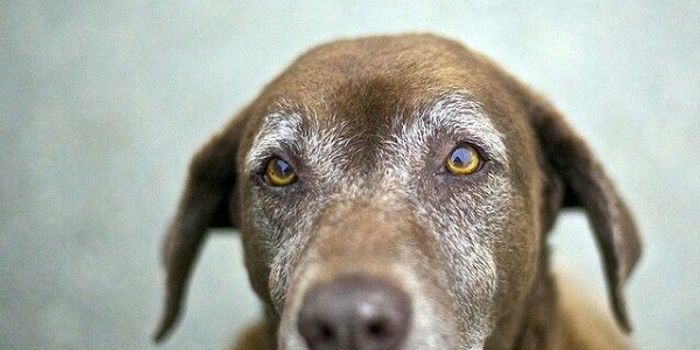 Eye Contact Secures Dogs' Place in Human Heart