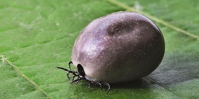 Lyme Disease Is On The Move