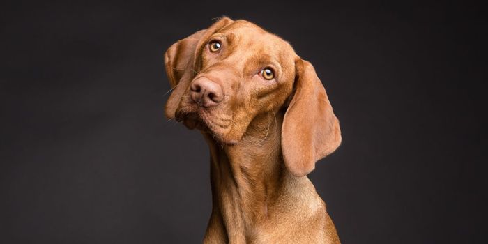 Can You Use Medical Marijuana on your Dog?