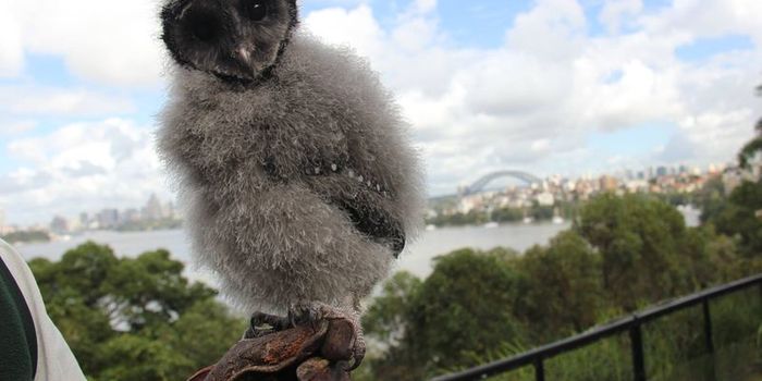 There's a New Bird in Town