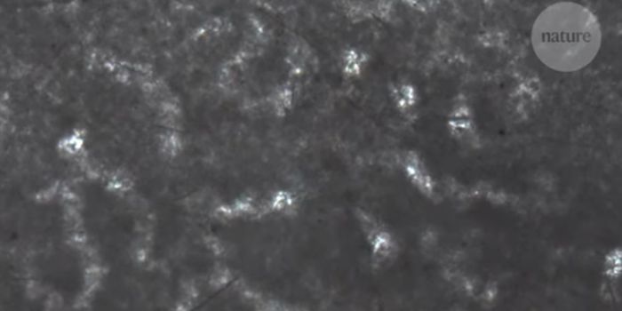 Is This the Oldest Animal Ever Found?