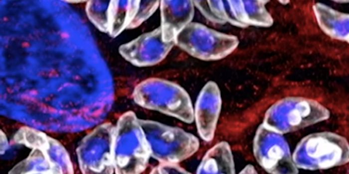 Finding Beauty in Parasitic Replication