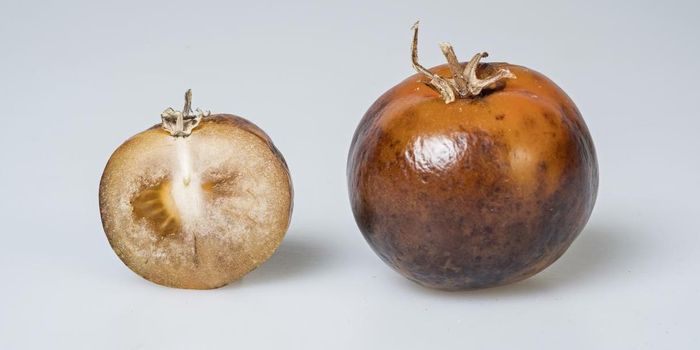 Using Tomatoes to Produce a Parkinson's Drug