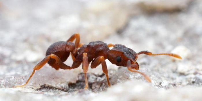 Potential New Antibiotic is Made by an Insect-linked Microbe