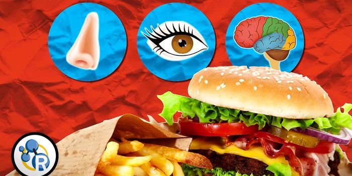 Why Food Makes Us Drool